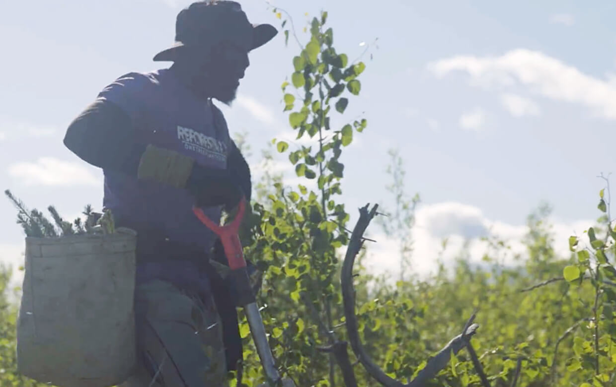 Sobeys aide à planter 45 000 arbres